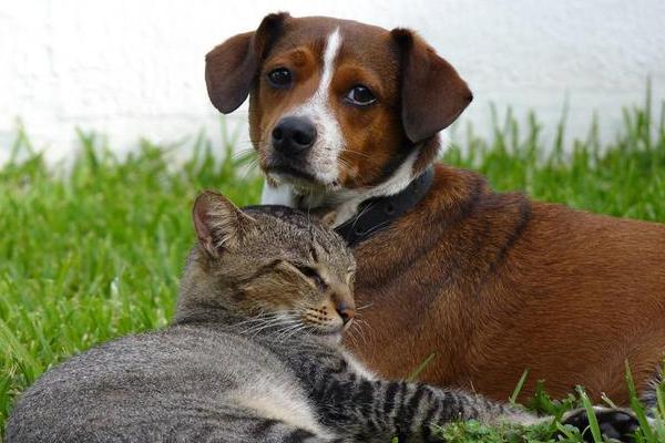 犬猫期前收缩临床症状，期外收缩为心律不齐中最常见者