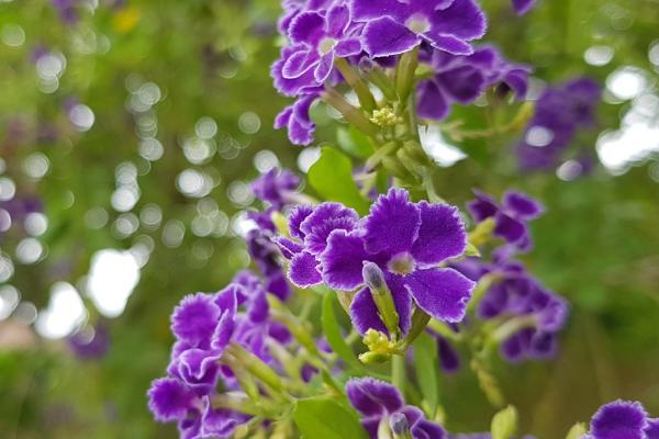 怎么养殖金露花，夏天要遮阴防晒