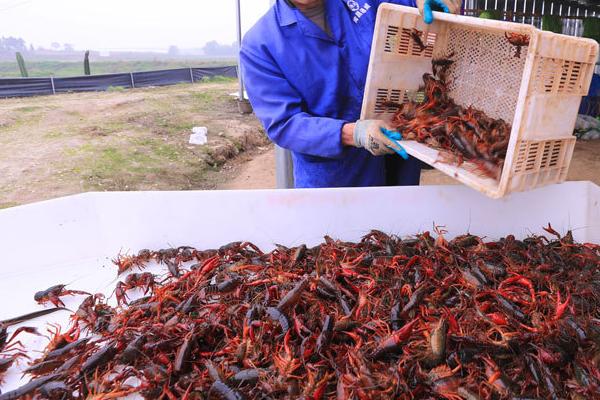 小龙虾容易患上哪些疾病，黑鳃病、烂壳病、烂尾病比较常见