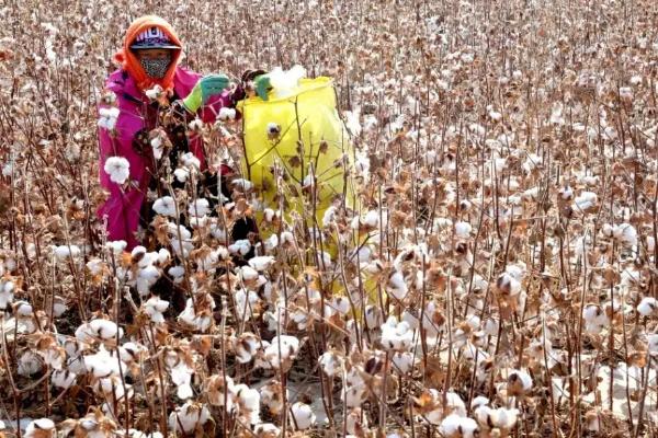 新彩棉20号棉花种子特点，北疆棉区适播期4月5～20日