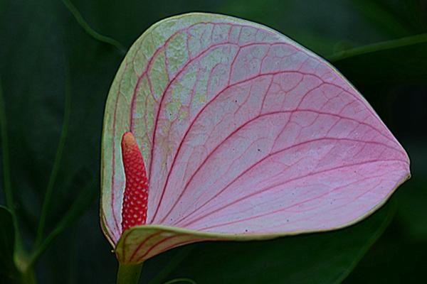 安祖花的开花季节，花期不固定可多季开花