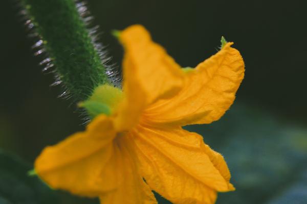 黄瓜花打顶防治方法，可及时摘除顶花顶瓜