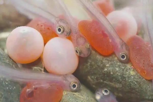 鱼卵的孵化条件，要求水体流动、水温适宜、富含溶氧