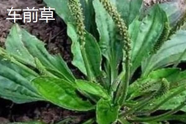 金钱草和铜钱草的区别，科属、外观、生长地有所不同