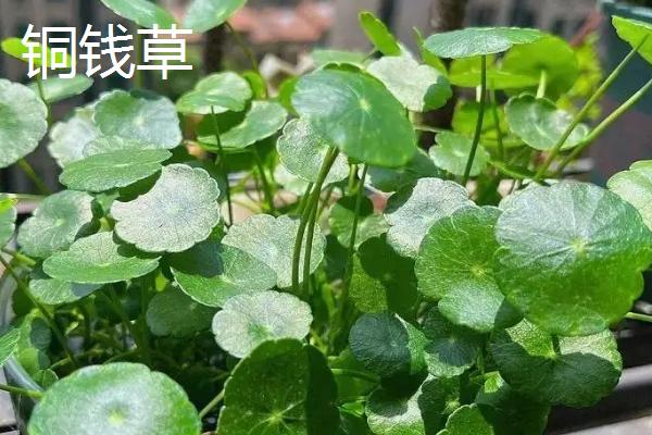 金钱草和铜钱草的区别，科属、外观、生长地有所不同