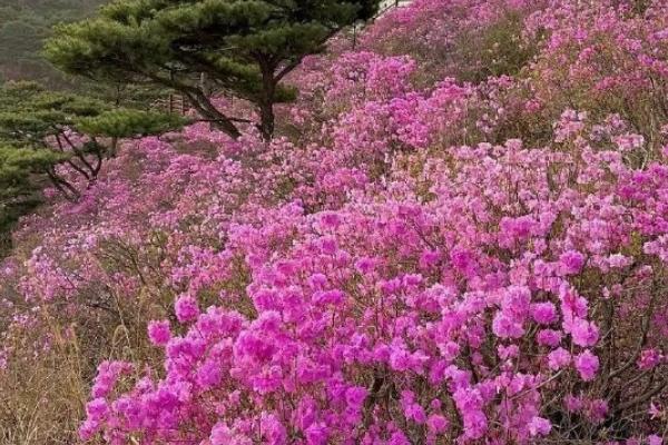 杜鹃花有几种颜色，有红、紫、蓝、绿、黄、白、粉等颜色