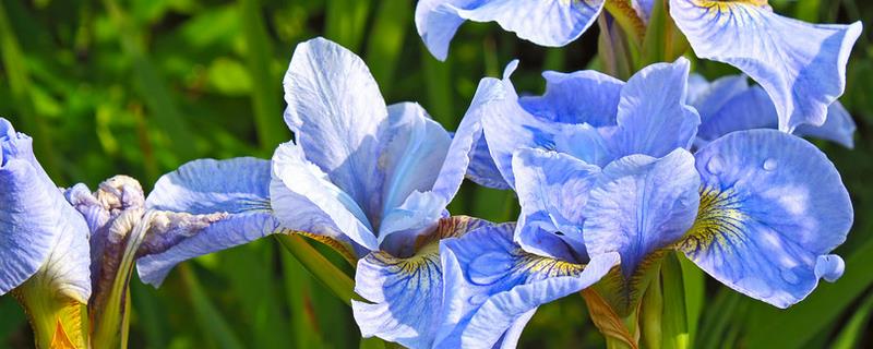 鸾尾花的花语是什么，寓意好运到来、华丽等