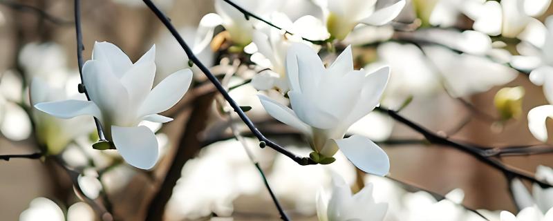 什么花会在冬天开，有白兰花、虎刺梅、雪莲花等