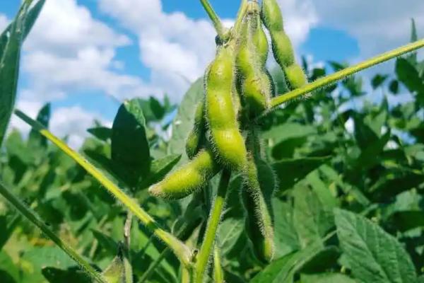 淮豆9号大豆种子特征特性，防治地下害虫