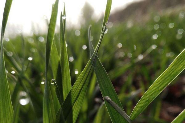 洛麦23小麦品种的特性，每亩适宜基本苗15万苗左右