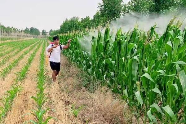 农多斯除草剂的使用方法，可防治小麦、水稻、甘蔗等多种作物田间的杂草