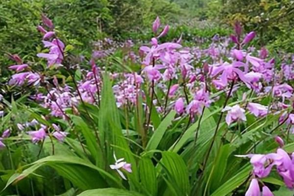 白芨是不是蜜源植物，属于蜜源植物