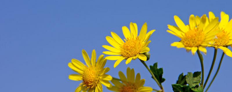 菊花的品种介绍，主要品种有白菊、墨菊、夏菊等