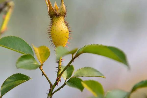 怎么让金樱子的种子发芽，播入富含有机质的土壤中并浇水保湿