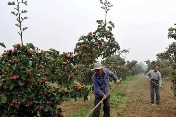 用种子种山楂树能不能结果，具有结果能力但结果率不高