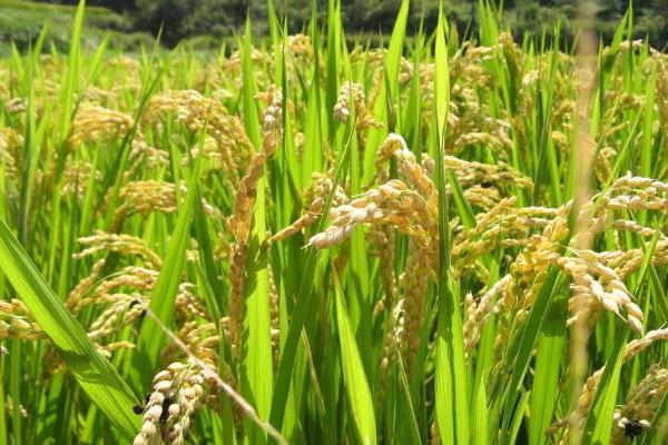 香两优875水稻品种的特性，根据田块的肥力状况