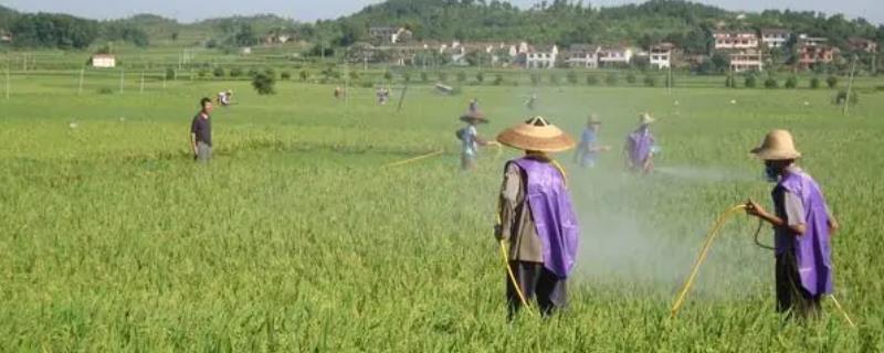 蔬菜农药的施用技巧，应适时用药、轮换用药等