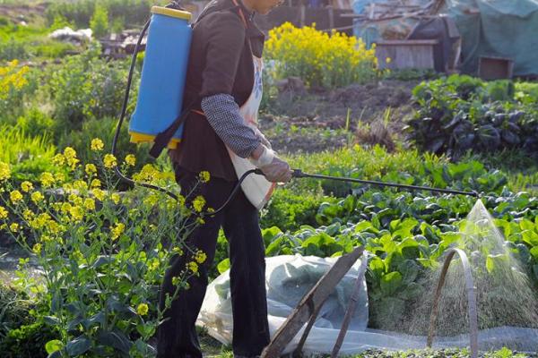 喷施杀虫剂要注意什么，上午9-10点、下午4点过后是适宜喷药时间