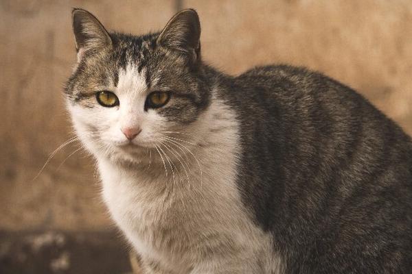 土猫和英短杂交有什么危害，有可能生出折耳猫