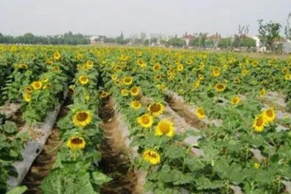 8月能播种向日葵吗，可以播种但需在种子上方覆盖一层稻草