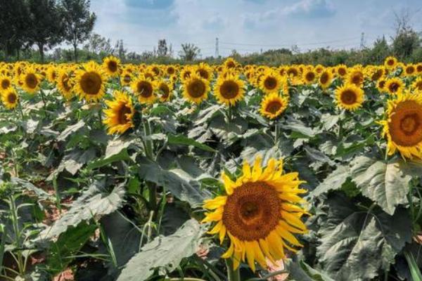 8月能播种向日葵吗，可以播种但需在种子上方覆盖一层稻草