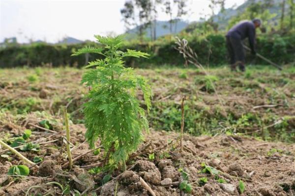 青蒿草在农村被称为什么，具有蒿子草、青草蒿、叶蒿等别称