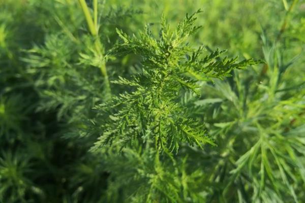 青蒿草在农村被称为什么，具有蒿子草、青草蒿、叶蒿等别称