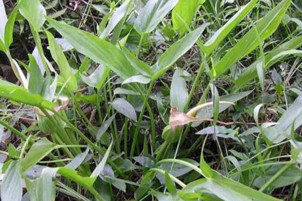 水半夏与旱半夏有什么区别，种属、花叶和块茎均不同