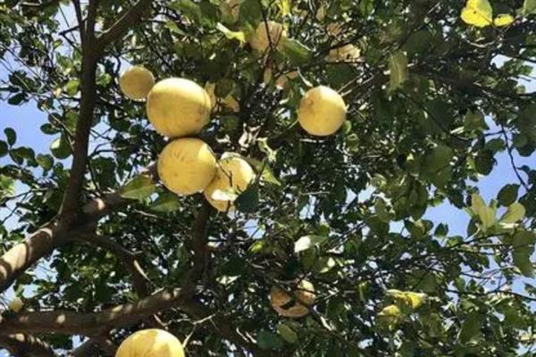 香泡树什么时候开花，花期在4月份左右