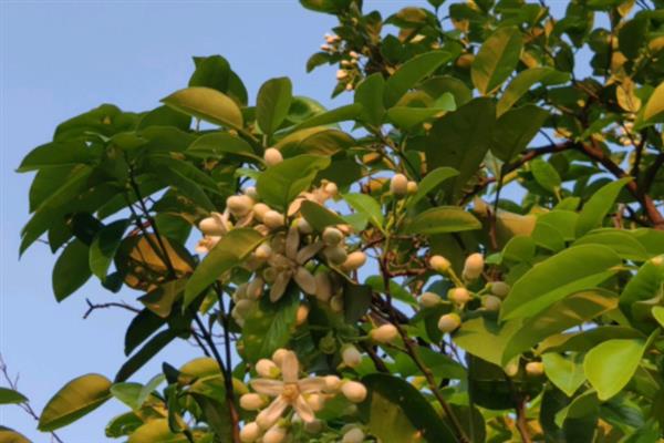 香泡树什么时候开花，花期在4月份左右