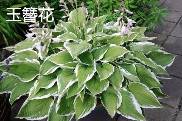 露地宿根花卉有哪些，常见的有虞美人、大丽花等