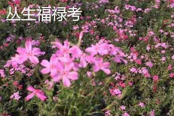 露地宿根花卉有哪些，常见的有虞美人、大丽花等