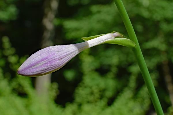 百合开花后要剪掉吗，如果已经枯了便可剪掉