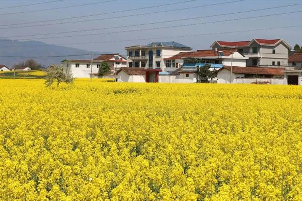 汉中油菜花基地在哪个地方，比较出门的在汉中市洋县高速出口处