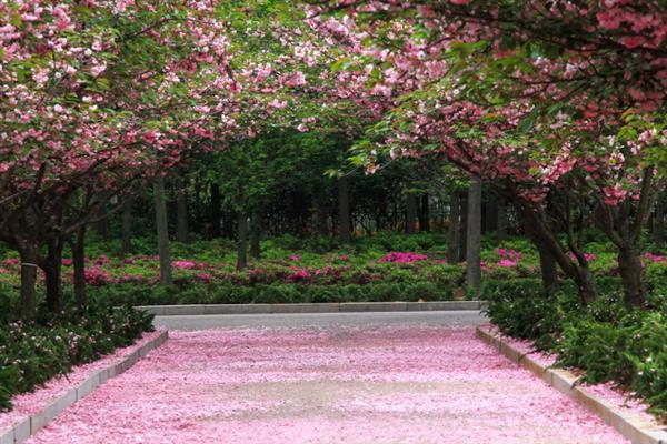 樱花的颜色，主要有白色、粉色、红色这3种