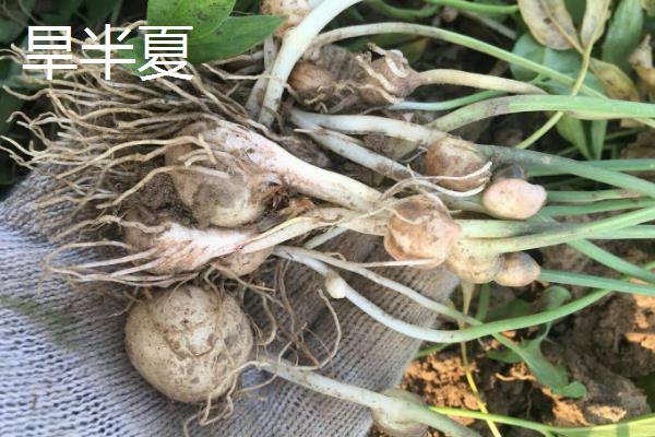 水半夏与旱半夏有什么区别，种属、花叶和块茎均不同