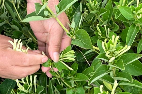 金银花怎么在家养殖，每隔半个月追施一次肥液