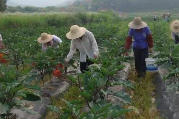 茄子开花结果期的施肥和管理，需要及时追肥