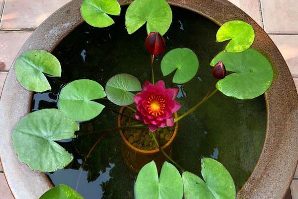 夏天鲜花的养护要点，在浇水上要做到见干见湿原则