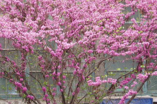 香港的市花是什么，是洋紫荆