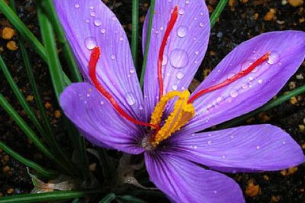 番红花的花期，在10月-11月间