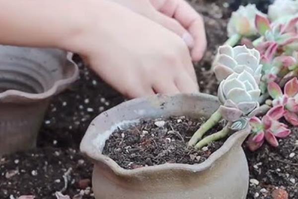 怎么使锦晃星长侧芽，可以对植株进行砍头处理