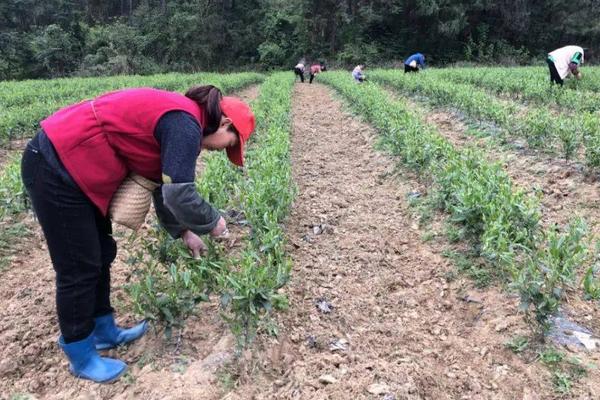 绿肥对土壤的作用，能为土壤提供丰富的养分