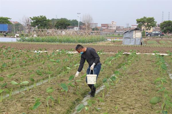 芋头怎么种植，选择饱满完整的芋头播种