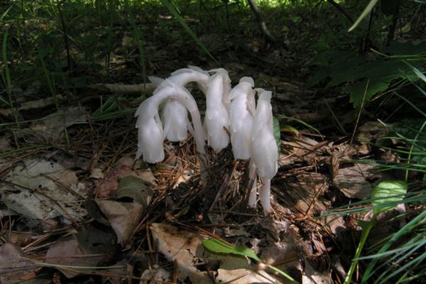 水晶兰的养殖方法，要将其放在阴暗的地方养护