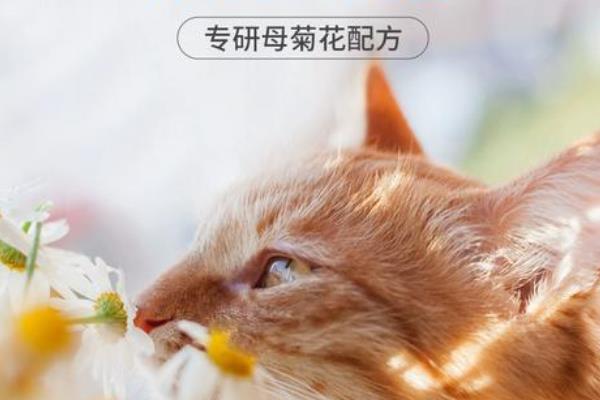 猫咪经常甩耳朵的原因，可能是感染了耳螨或耳炎导致