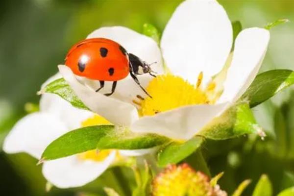 花起腻虫的原因，种子、土壤和周围有虫源都会导致