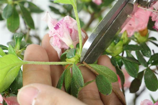 花起腻虫的原因，种子、土壤和周围有虫源都会导致