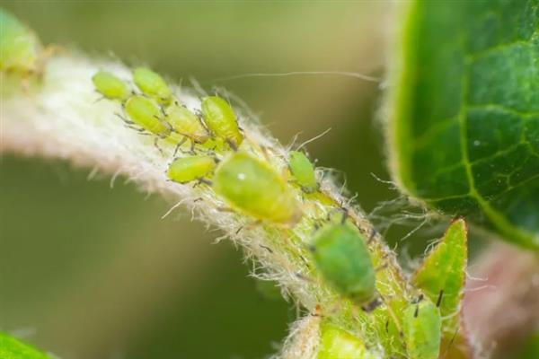 花起腻虫的原因，种子、土壤和周围有虫源都会导致