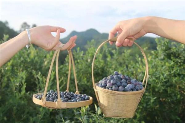 蓝莓优良品种介绍，常见的有园蓝、奥尼尔、夏普蓝等